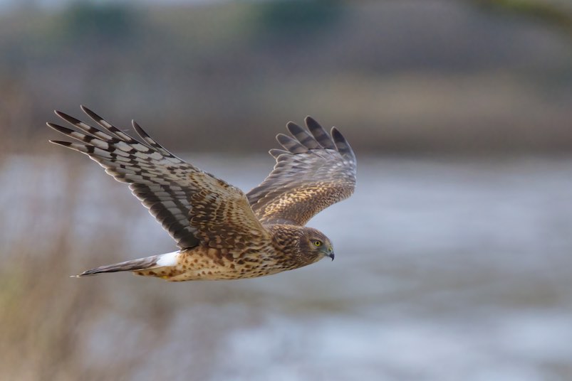 Cooper's Hawk 1231